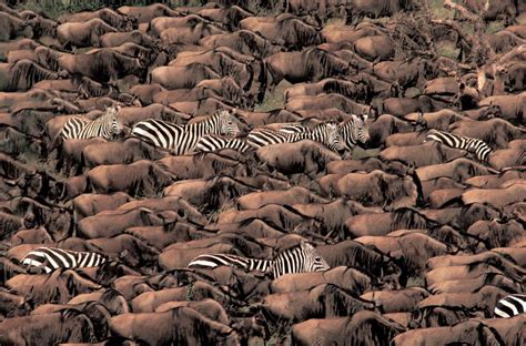 Great Migrations | Animals, Animals wild, African animals