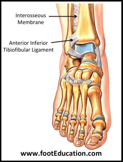 Ligaments of the Foot and Ankle Overview - FootEducation