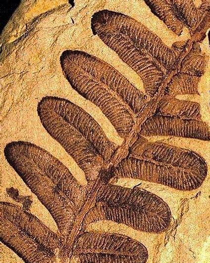 Pteridophyta Fossil