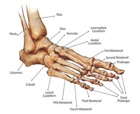 16 Bones in the Leg ideas | anatomy, leg anatomy, leg bones