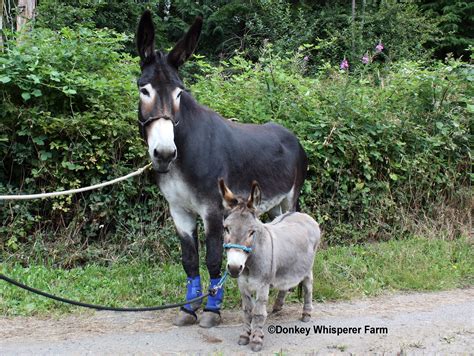 Mammoth Donkey & Mini Donkey "Rio & Rocket Man" | Miniature donkey, Donkey, Mini donkey