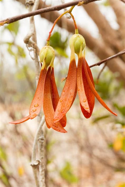 Yellow Meranti or Shorea Faguetiana Tree in Zurich in Switzerland Stock Photo - Image of leaf ...