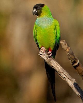 Nanday Parakeet (Nandayus nanday) South America | Parakeet, Conure bird ...