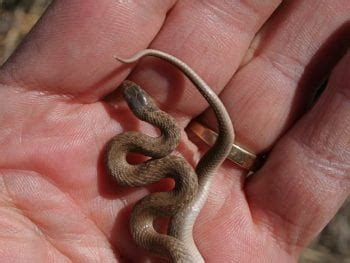 Snakes of Missouri | Missouri's Natural Heritage | Washington University in St.Louis | Kompremos