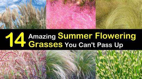 14 Amazing Summer-Flowering Grasses You Can't Pass Up