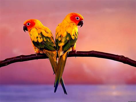 Bird, Parrot, Animals wallpaper 🔥 FREE Download backgrounds