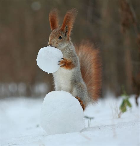 Russian Photographer Takes Pictures Of Squirrels Going NUTS In The Snow