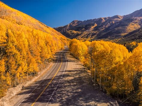 Premium Photo | Aspen tree leaves