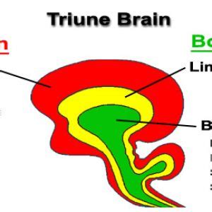 Triune Brain - Integrated Learning Academy