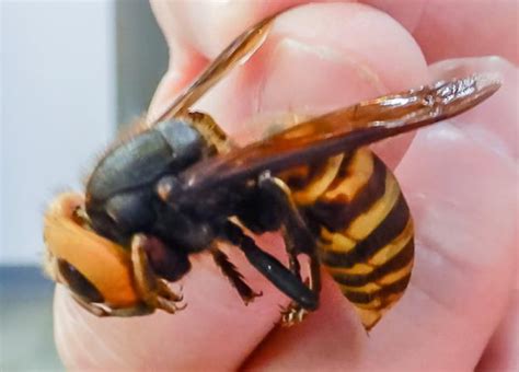 Pest Alert: Asian Giant Hornet — Oregon Invasive Species Council