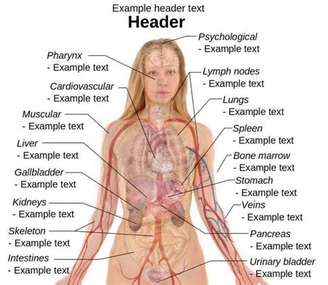 External Parts Of The Human Body | MedicineBTG.com