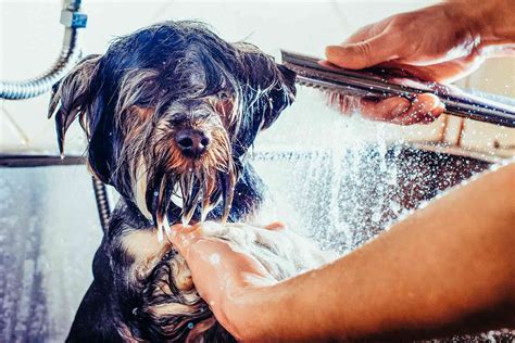 How Much Does a Dog Shower Cost in 2024? | Checkatrade