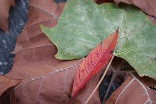 Fall Leaves | Rich Bowen | Flickr