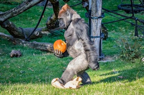 Bunter Herbst im Zoo Leipzig - Tickets für Halloween-Spektakel online sichern – Nachrichten aus ...