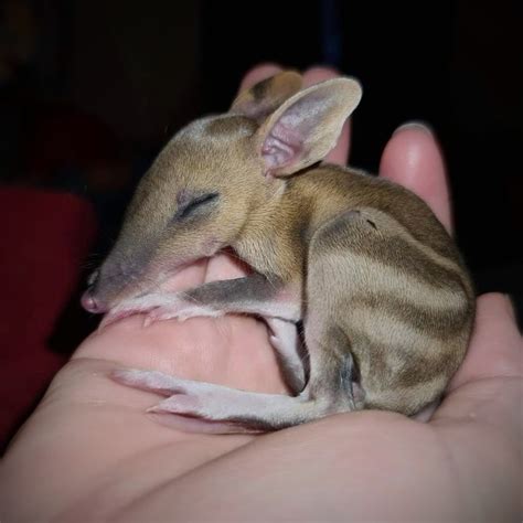 Giving bandicoots a chance in backyard havens - ABC News