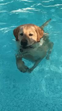 When This Pool-Loving Lab Finds Out He Can Stand In The Water? Epic ...