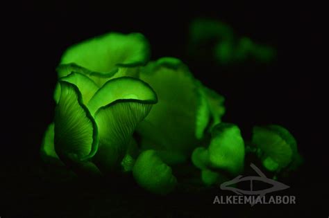 Glow in the Dark Bioluminescent Fungi, Instant Download Printable Art, Fine Art Photography ...