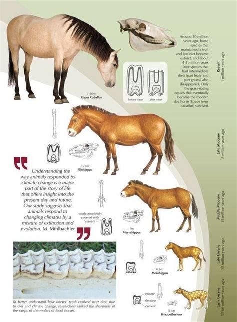 Fossil Horse evolution, various forms from the Pliocene to Pleistocene to Holocene periods ...