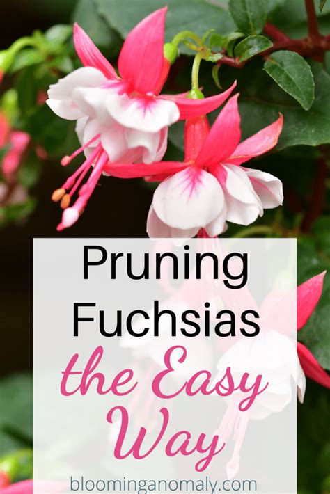 Pruning Fuchsias the Easy Way - Blooming Anomaly