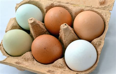 Egg cartons might pack a surprise soon - UF/IFAS Extension Sarasota County