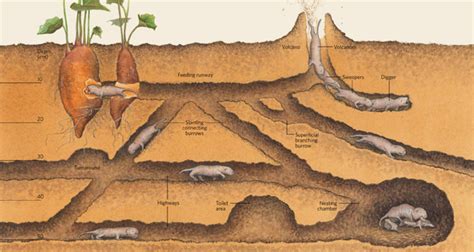 TIL that naked mole rats have toilet areas in their tunnels. : r ...