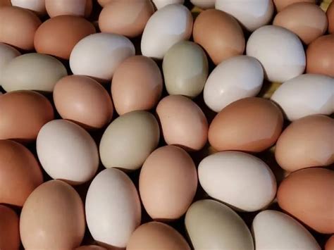 10 Best Brown Egg Laying Chicken Breeds