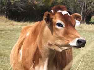 Jersey Cattle: Origin, Characteristics, Size, Weight, Price!