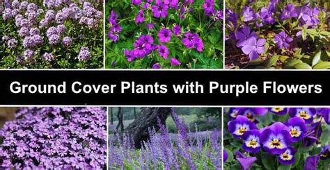 Ground Cover Plants With Purple Flowers (With Pictures) - Identification