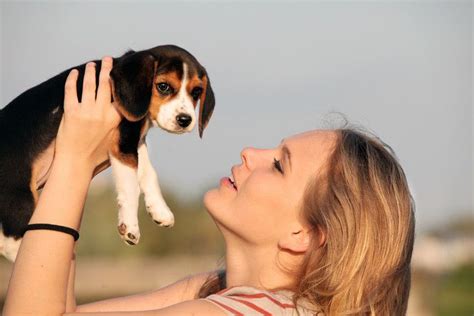 How to Train a Beagle Puppy: Everything You Need To Know About