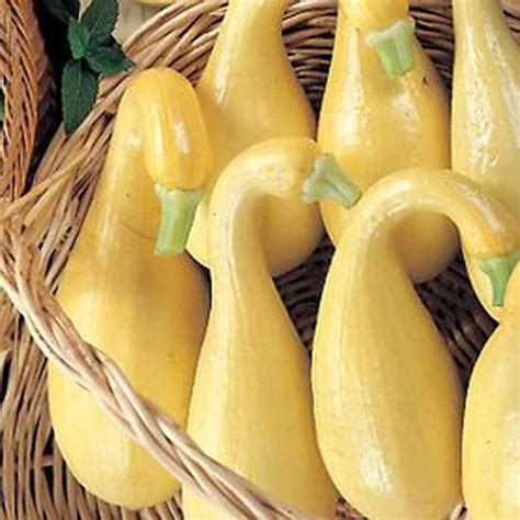 Yellow Crookneck Squash Seeds - Etsy