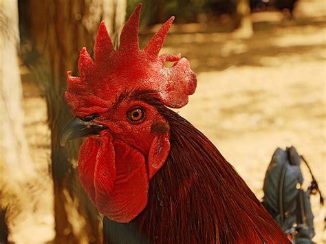 Free Images : bird, farm, flower, animal, red, color, chicken, rooster, poultry, cock, close up ...