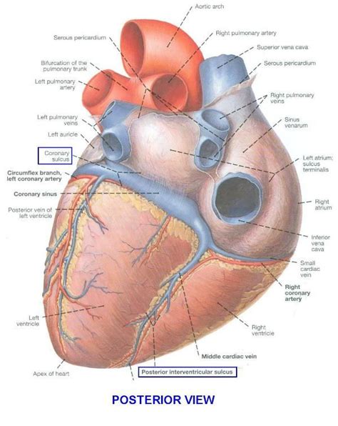 Sulcus Terminalis Heart