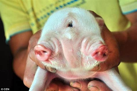 Second glance: Farmer ѕһoсked as a 'Ьіzаггe' two-headed ріɡ is born on his ргoрeгtу.