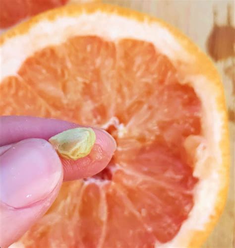 How to Grow a Grapefruit Tree from Seed - Bunny's Garden