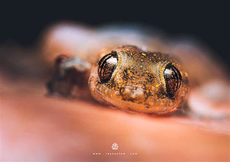 Hemidactylus :: Behance