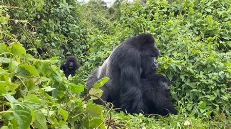 Mountain Gorillas mating in the wild - Rwanda - YouTube