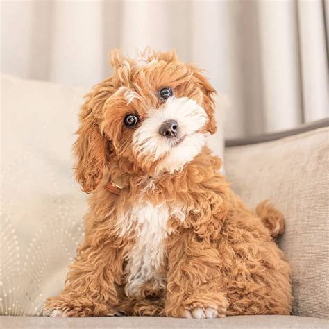 Are Cavoodles Good Family Dogs