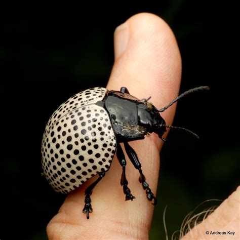 Handsome Beetle, Doryphora or Megistomela multipunctata, C… | Flickr