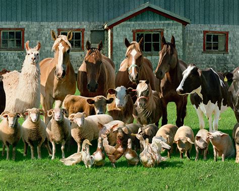 Sweet Family-Style Portraits of Farm Animals - Feature Shoot