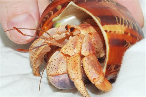 How to Care for a Molting Hermit Crab - PetHelpful