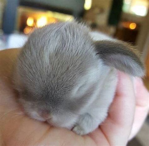 2 best u/attitewd images on Pholder | This super cute bunny😍