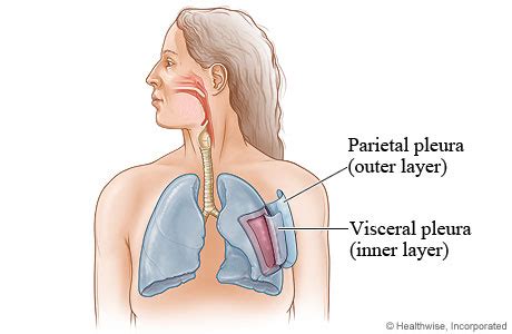 Visceral pleura - Definition, Functions and Pictures