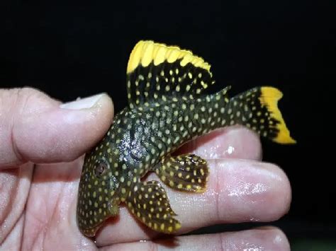 The Complete Guide to Gold Nugget Pleco Care | Fishkeeping World