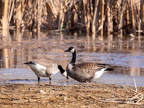 Canada Goose Nesting (Location, Eggs + Behavior) | Birdfact