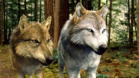 Seth and Leah Clearwater (Breaking Dawn part 2) Wolf Forms