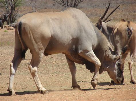 Eland bull | Africa wildlife, Rare animals, African wildlife