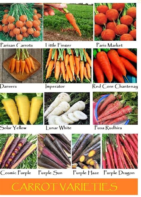 The Best Carrot Varieties for the Home Garden | Carrot varieties ...