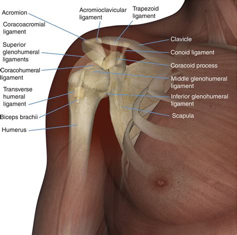 Shoulder Joint Anatomy