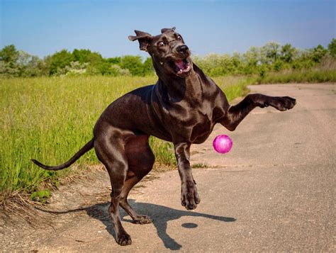 Regardless Of Size, Animal Reflexes Are 'Remarkably Slow'