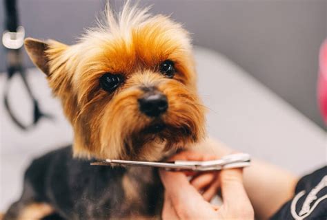 Dog Grooming Near Me | How To Find A Local Dog Groomer - The Goody Pet